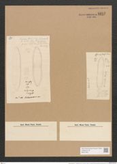 Nitzschia littoralis var. ? delawarensis Grun. (de-Toni-Nr.: Genus 47, Species 2032) Zeichnungen Sammlung Grunow Nr. 4017 (NHMW-BOT-W0371821)